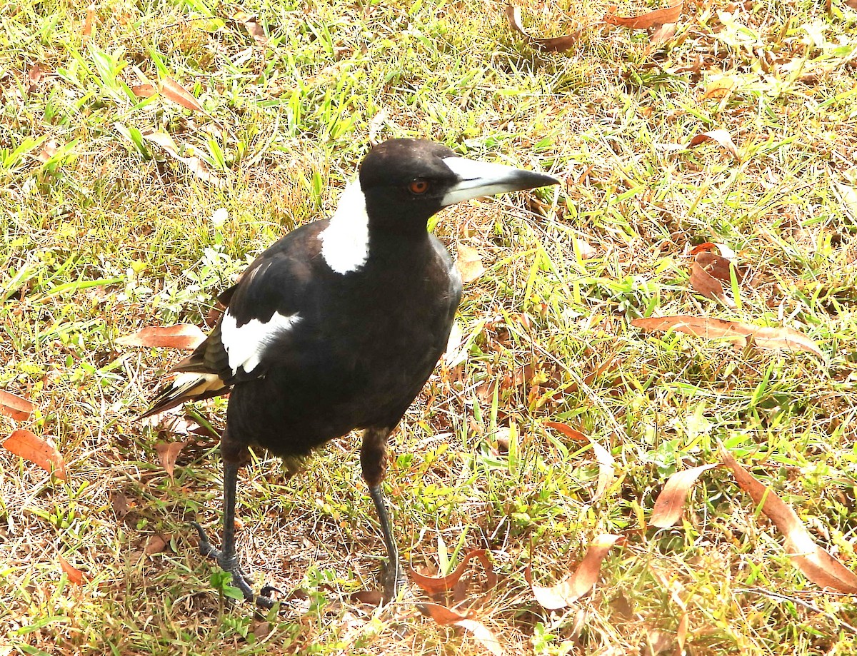 Сорочиця велика - ML647444071