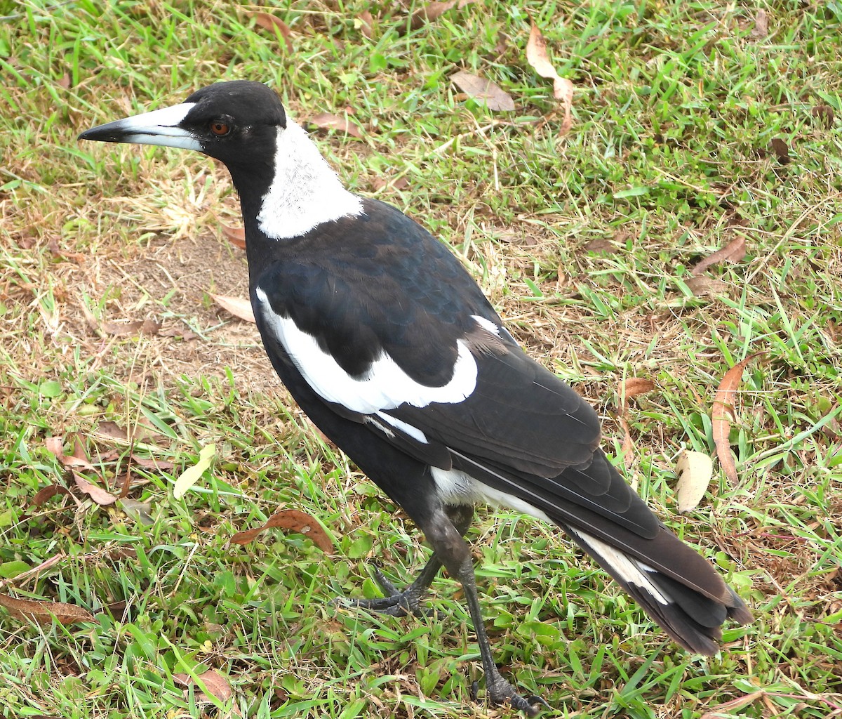 Сорочиця велика - ML647444072