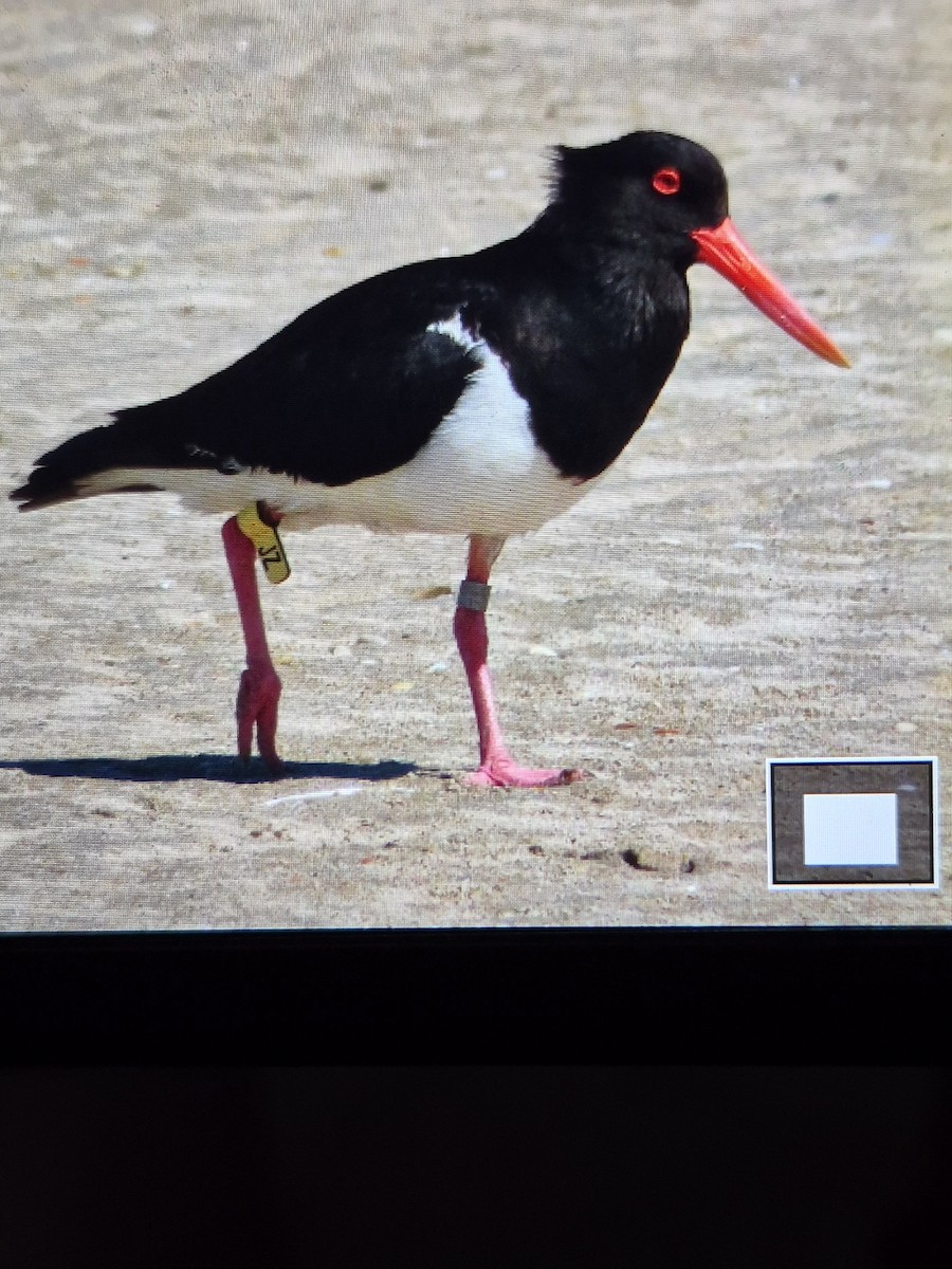 Кулик-сорока довгодзьобий - ML647444073