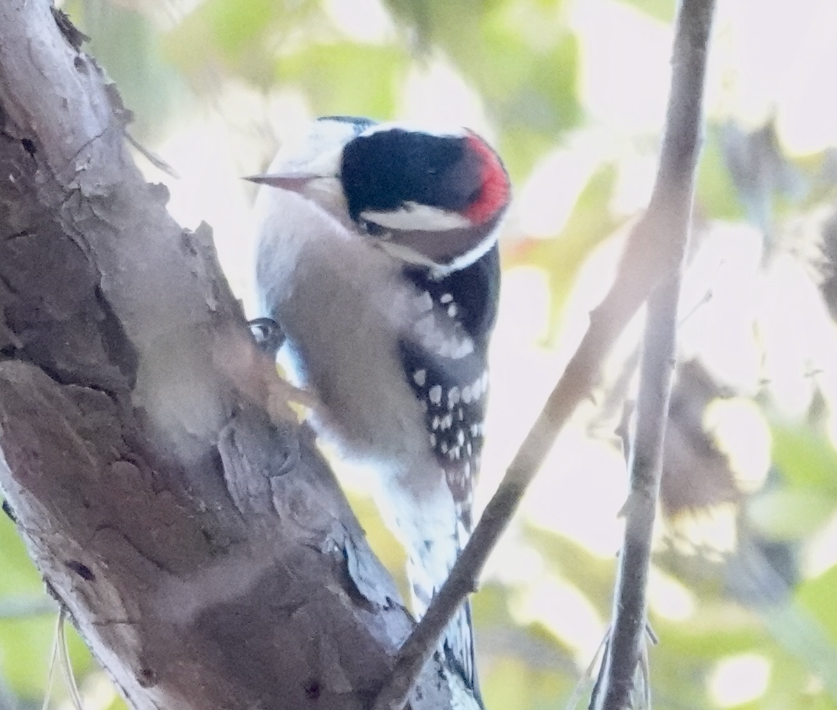 Дятел пухнастий - ML647444074