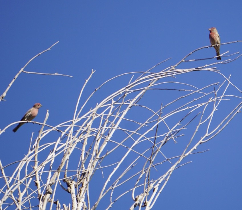 Чечевиця садова - ML647444075