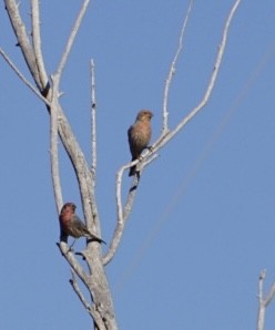 Чечевиця садова - ML647444076