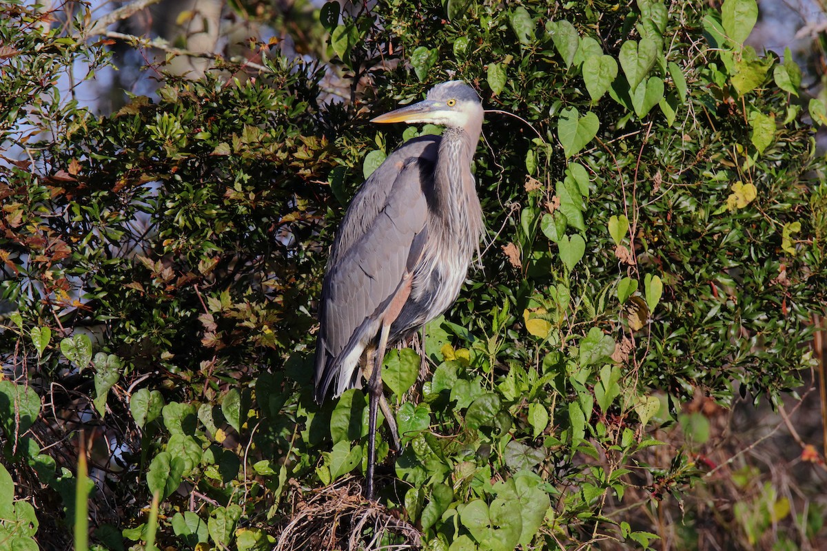 Чапля північна - ML647444077