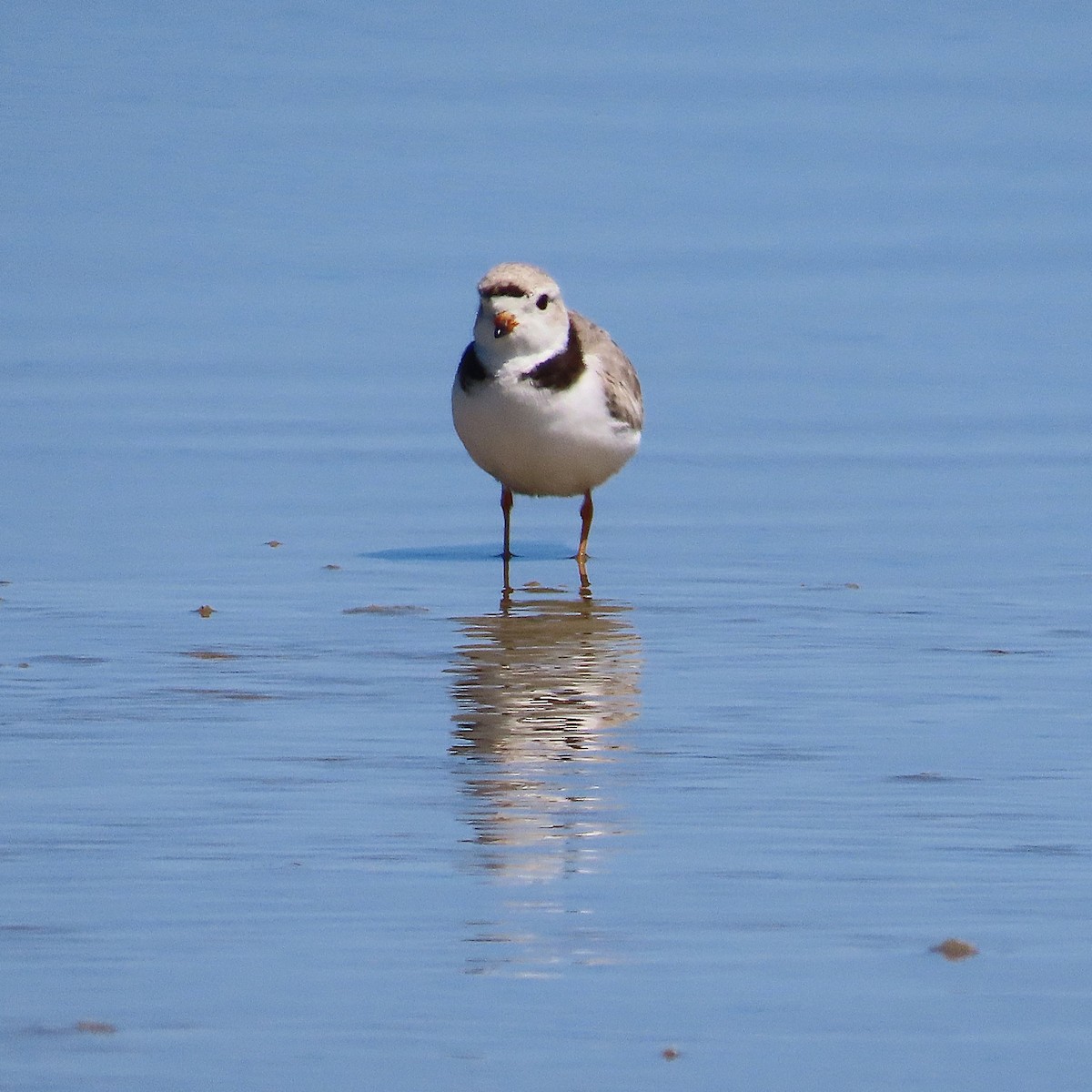 Пісочник жовтоногий - ML647444078