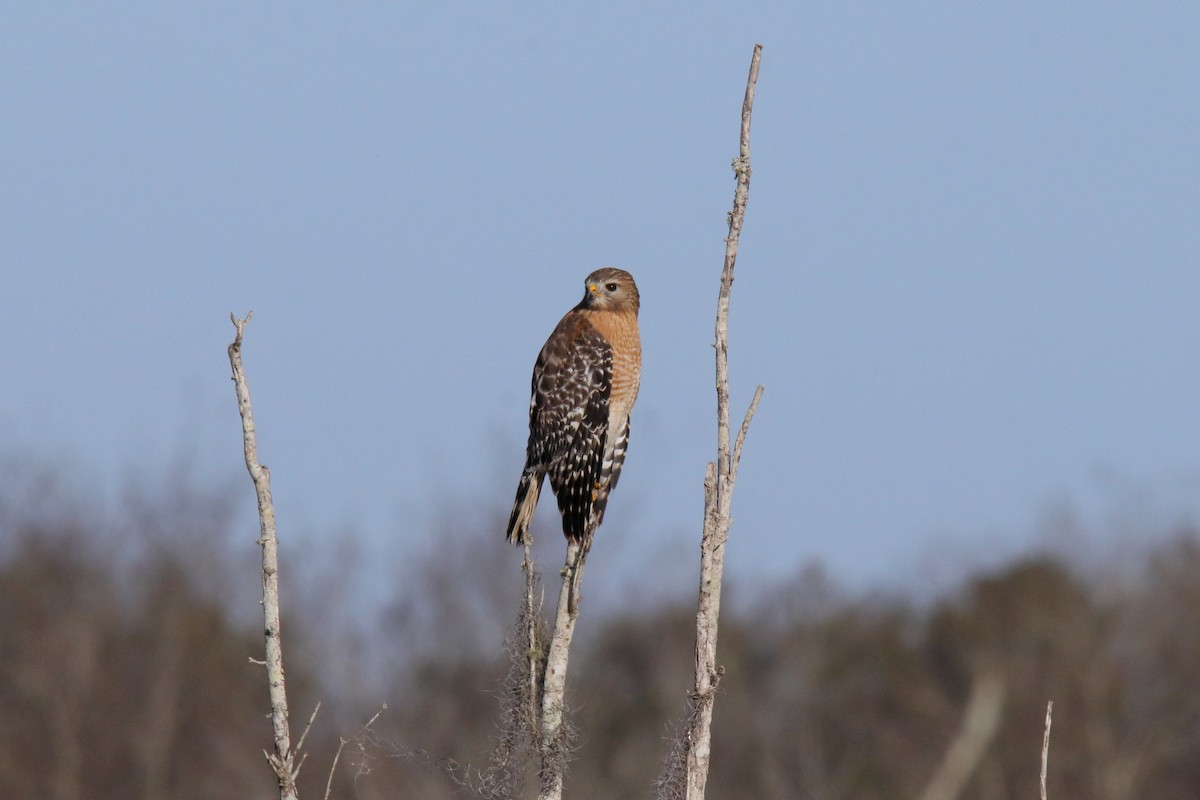 Канюк рудоплечий - ML647444080