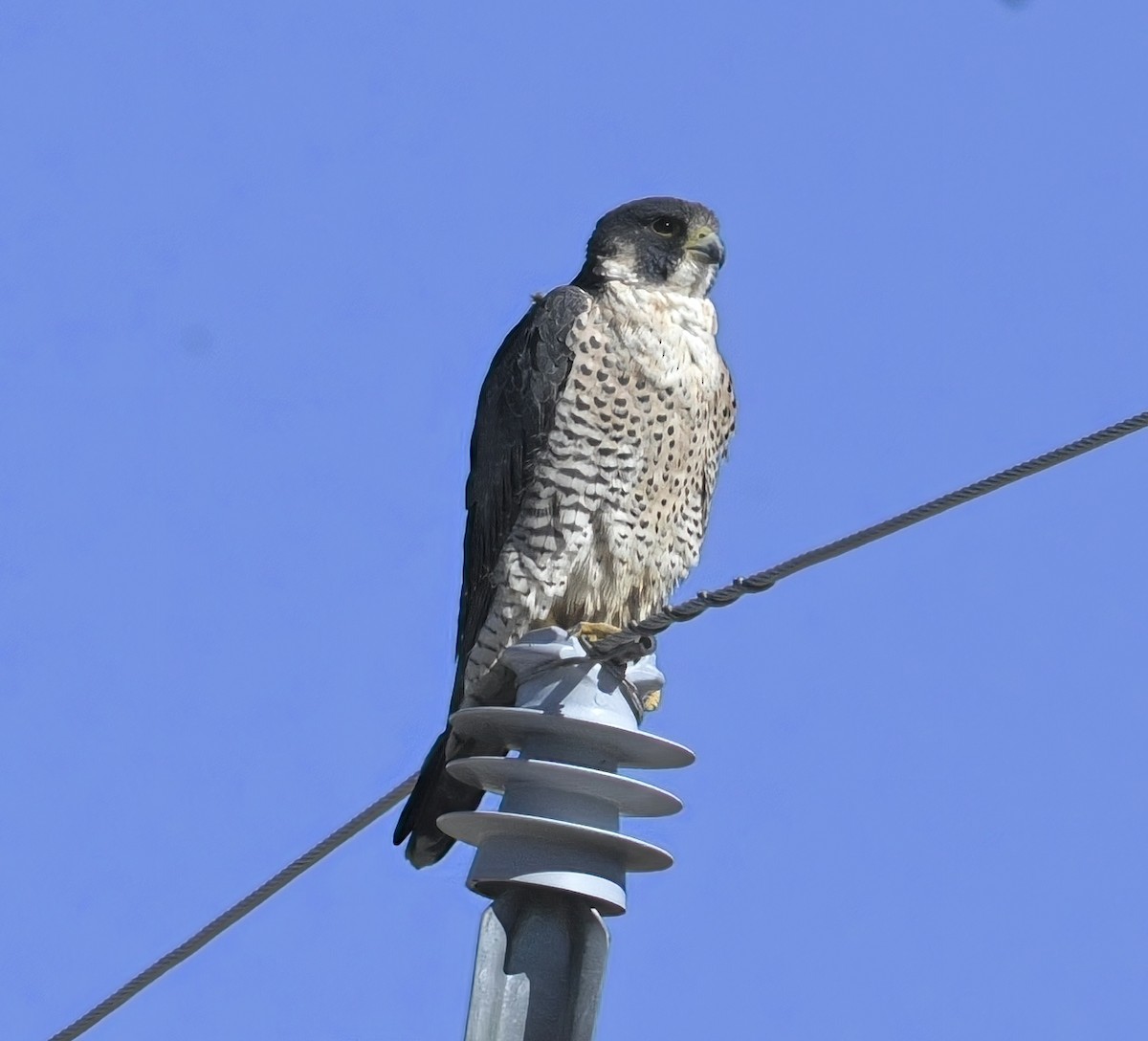 Сапсан - ML647444081