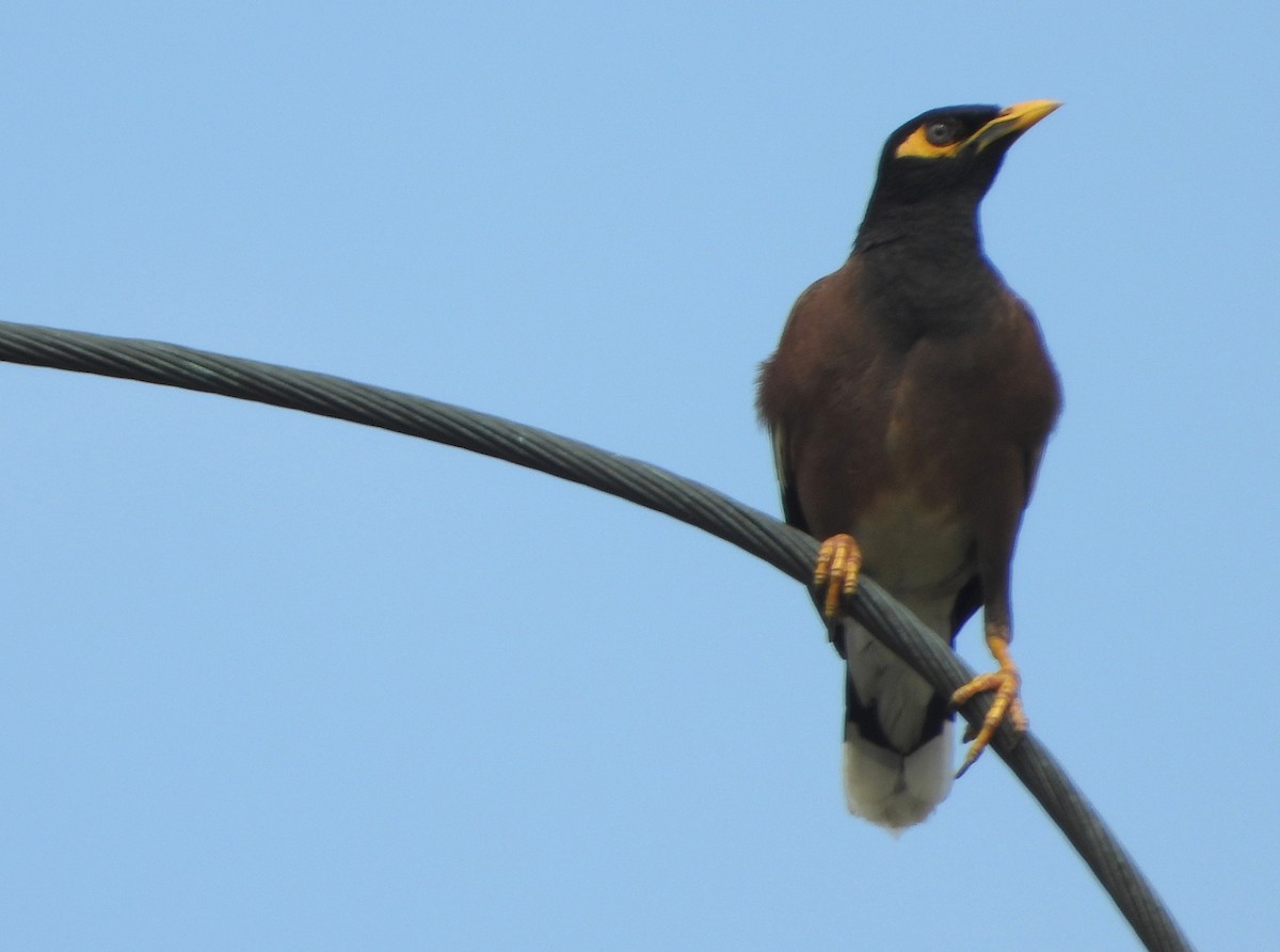 Майна індійська - ML647444082