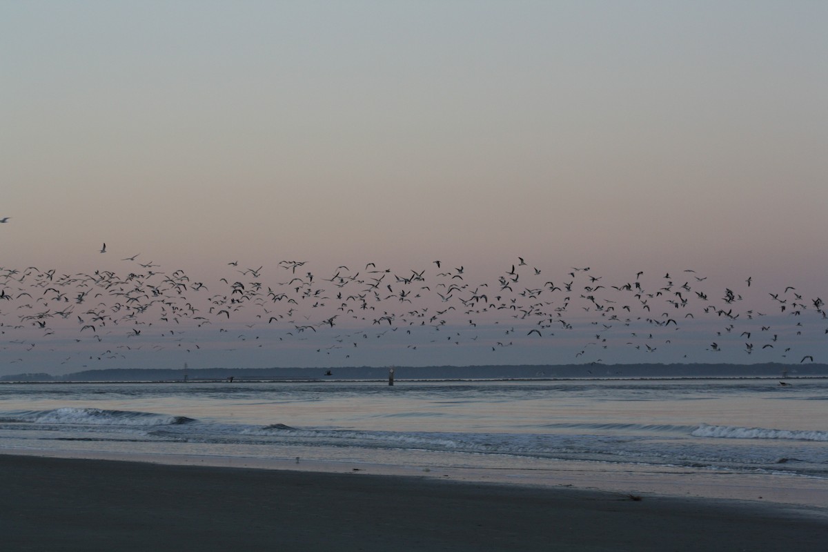 Водоріз американський - ML647444083