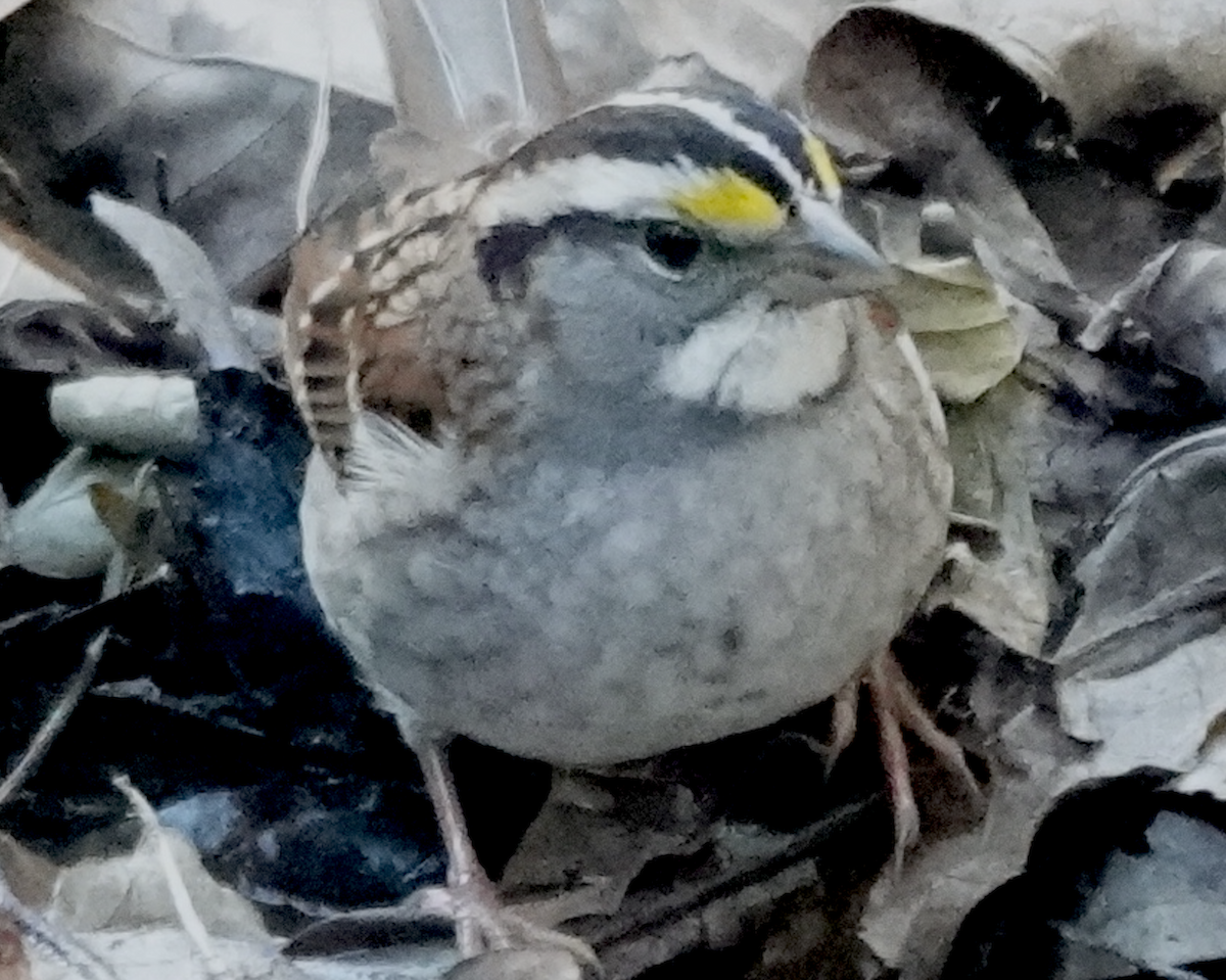 Бруант білогорлий - ML647444085