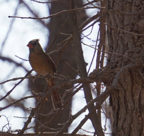 Кардинал червоний - ML647444086