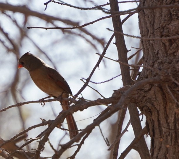 Кардинал червоний - ML647444087