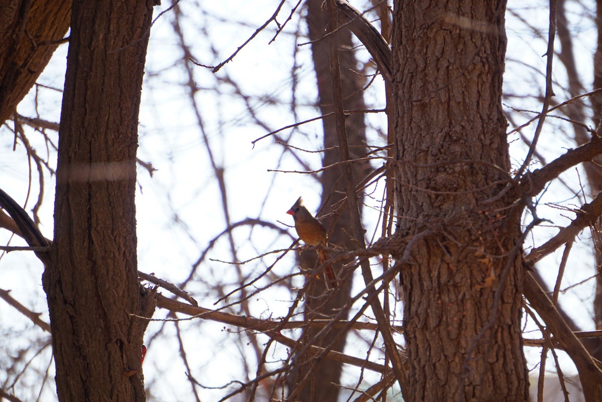 Кардинал червоний - ML647444088