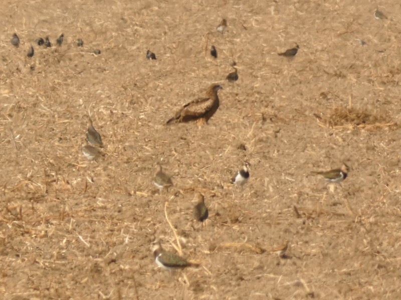 Чайка чубата - ML647444089