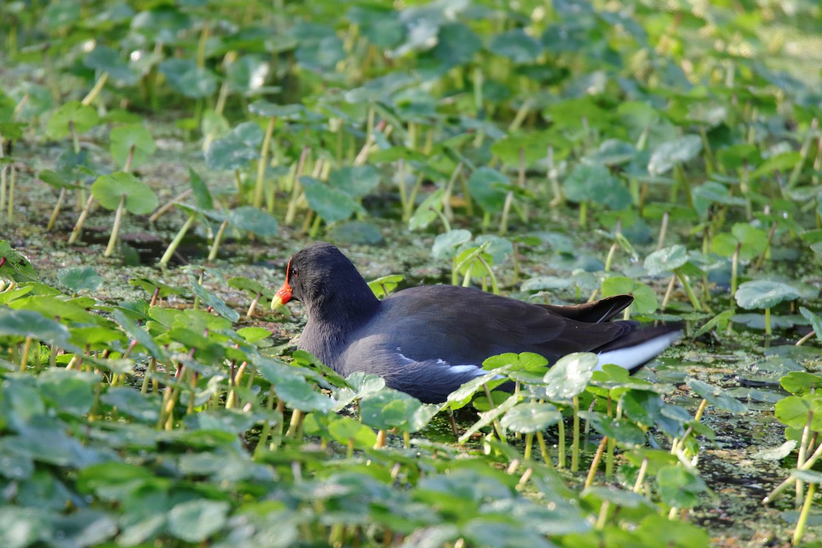 Курочка латиноамериканська - ML647444090