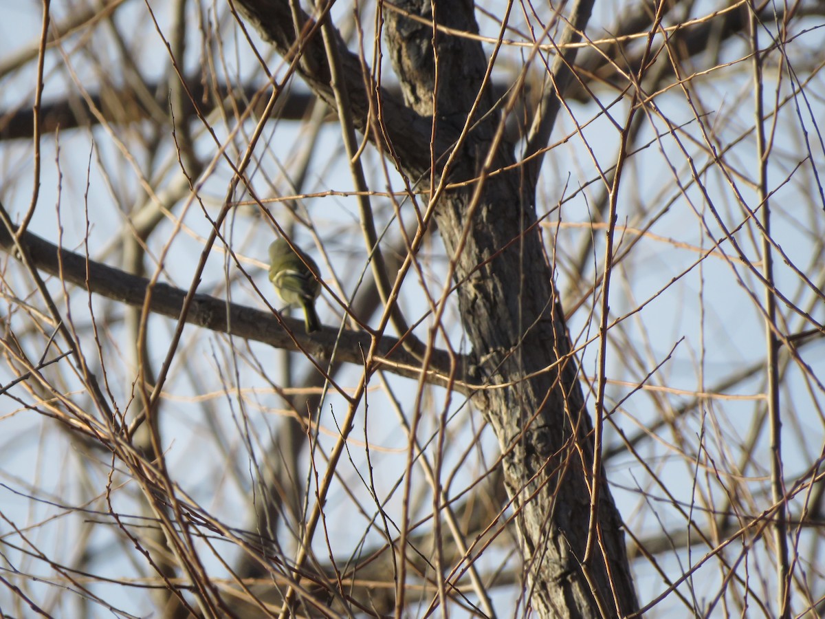 Золотомушка рубіновочуба - ML647444092