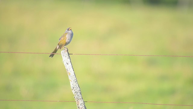Пампасник великий - ML647444093