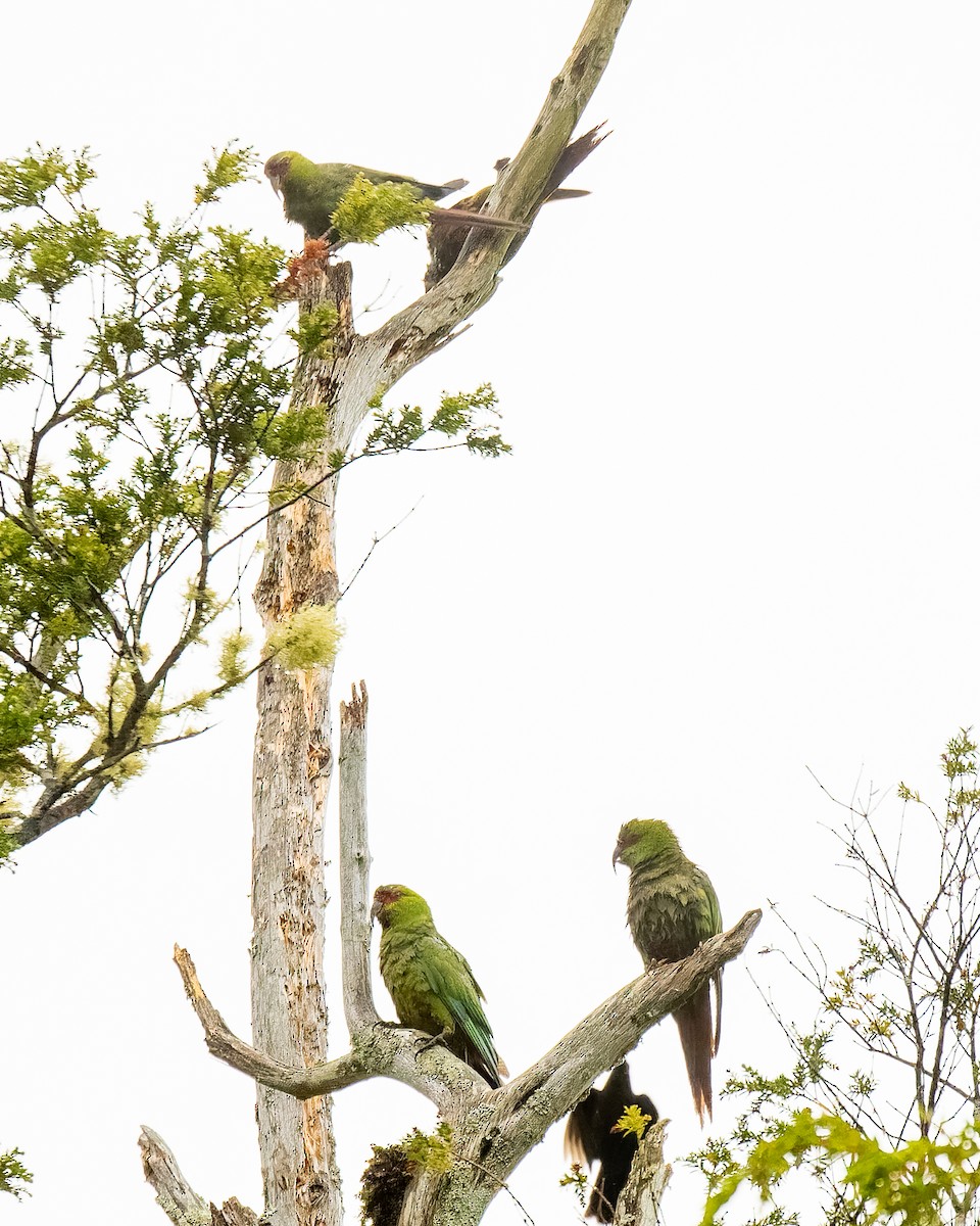 Папуга-червонохвіст довгодзьобий - ML647444094