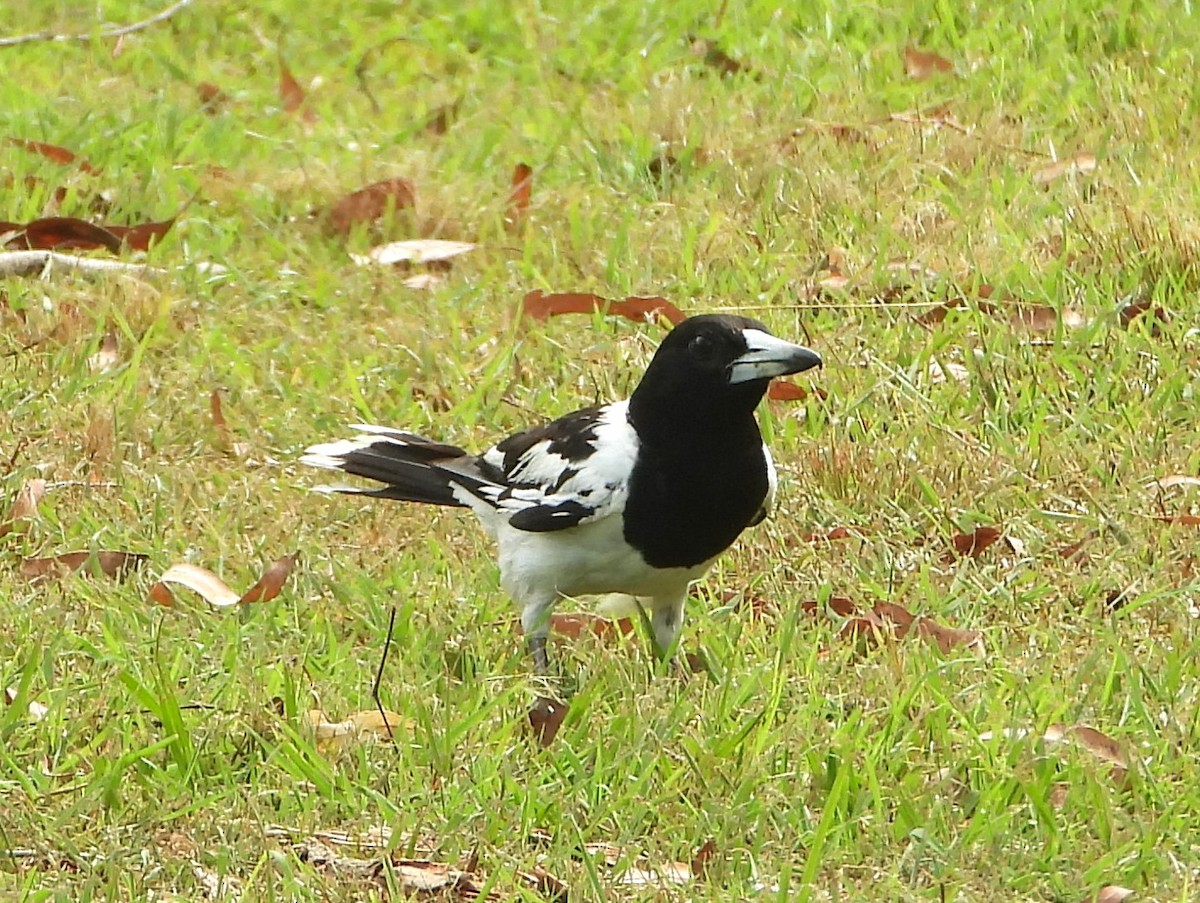 Сорочиця чорновола - ML647444096