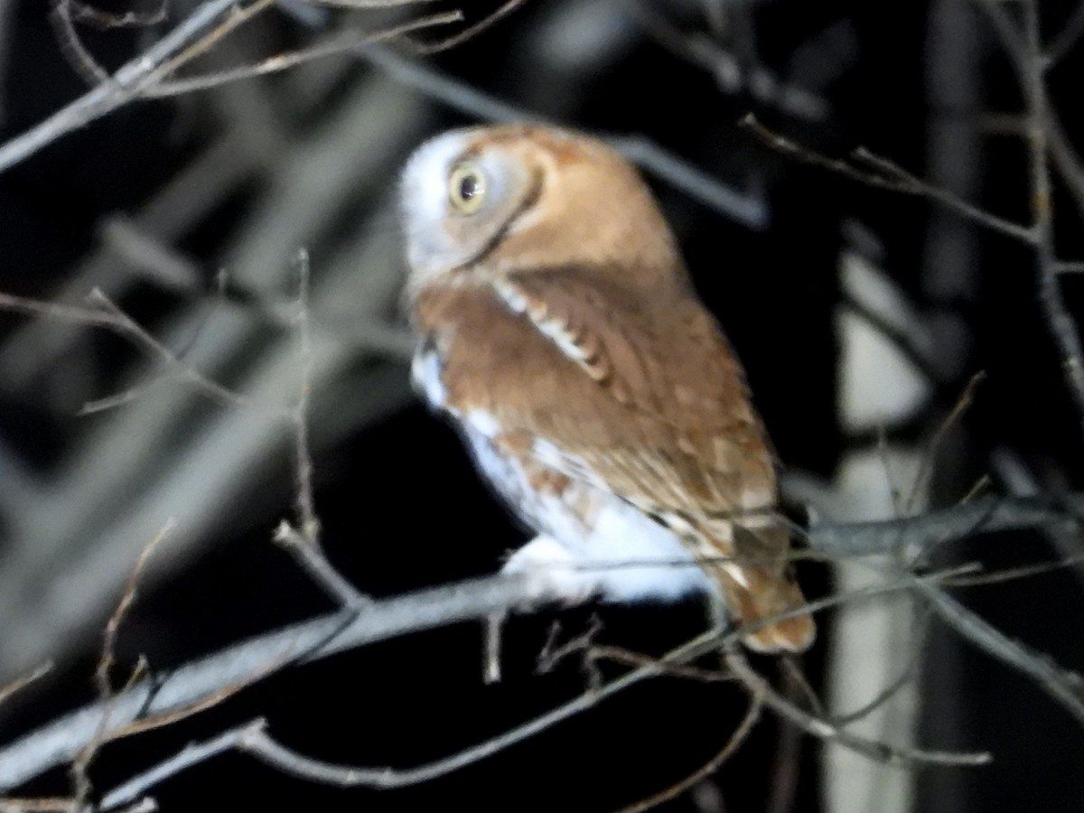 Сплюшка північна [група asio] - ML647444097