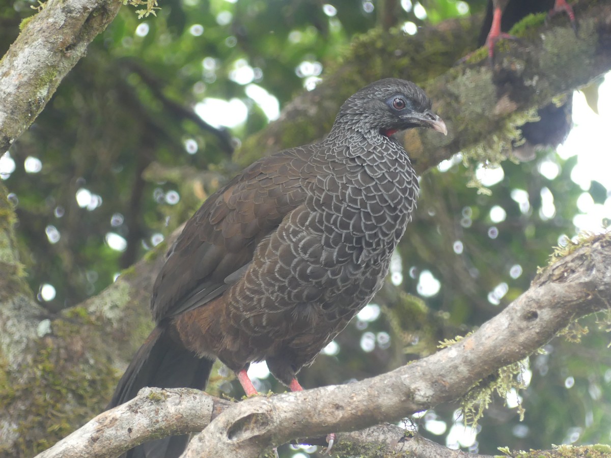 Andean Guan - ML647444106