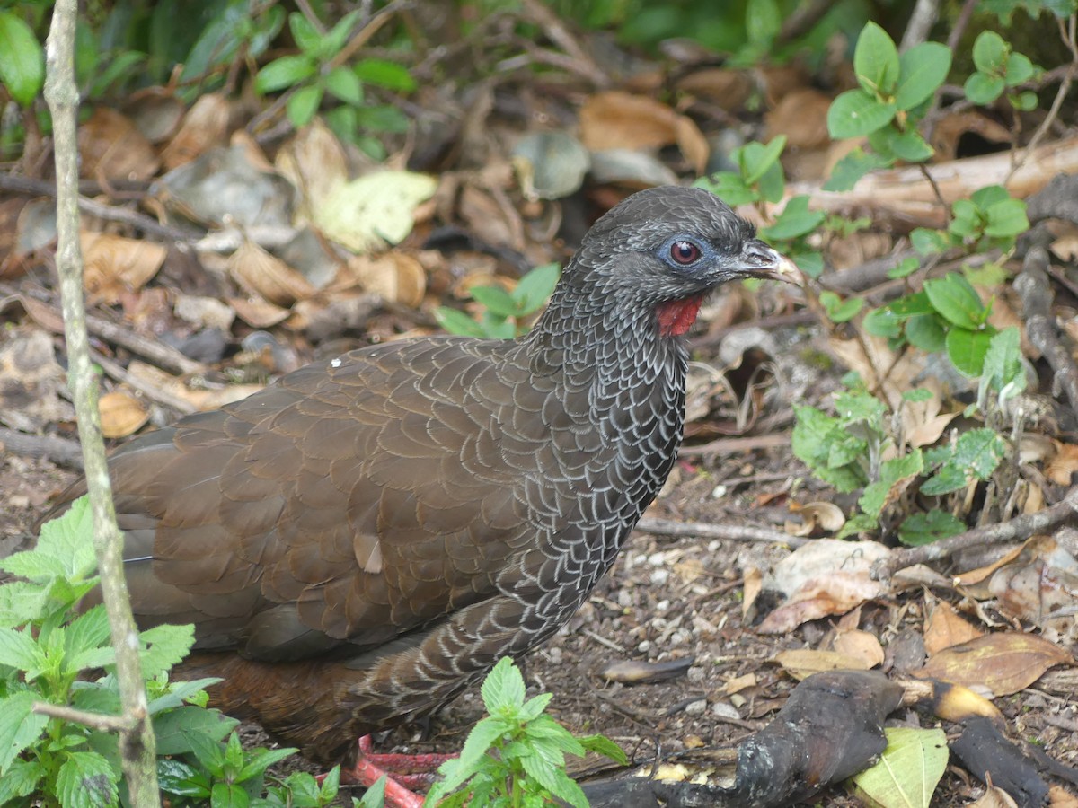 Andean Guan - ML647444107