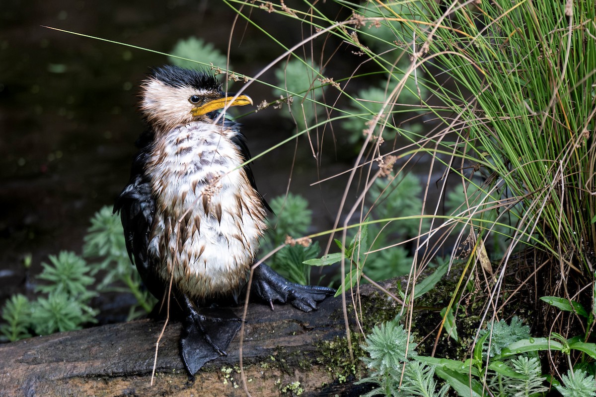 Little Pied Cormorant - ML647444139