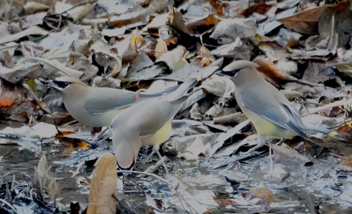 ציצנית אמריקנית - ML647444141