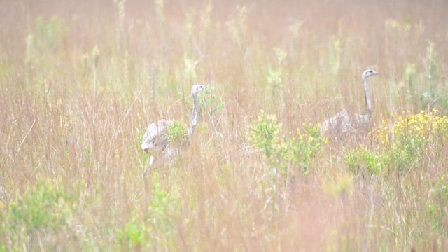 Нанду великий - ML647444159