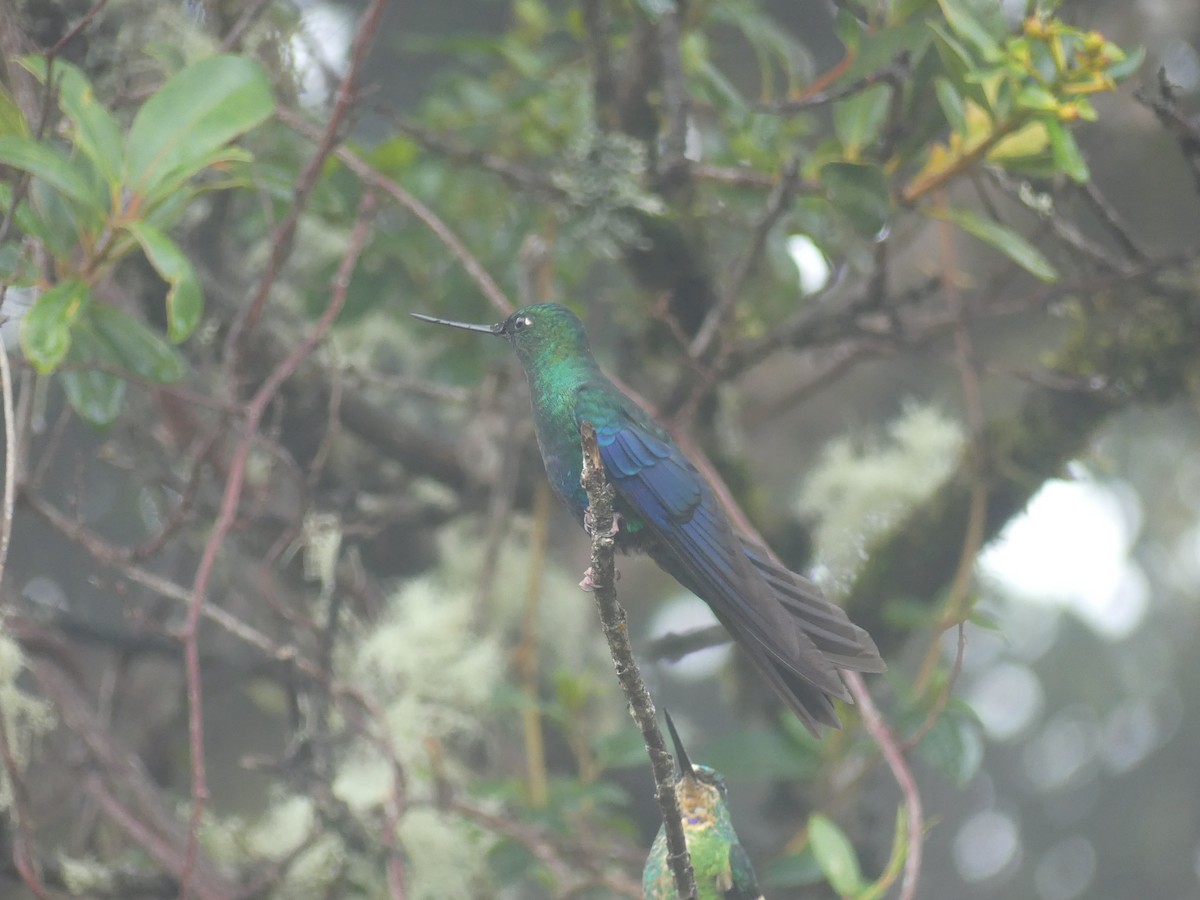 Great Sapphirewing - ML647444179