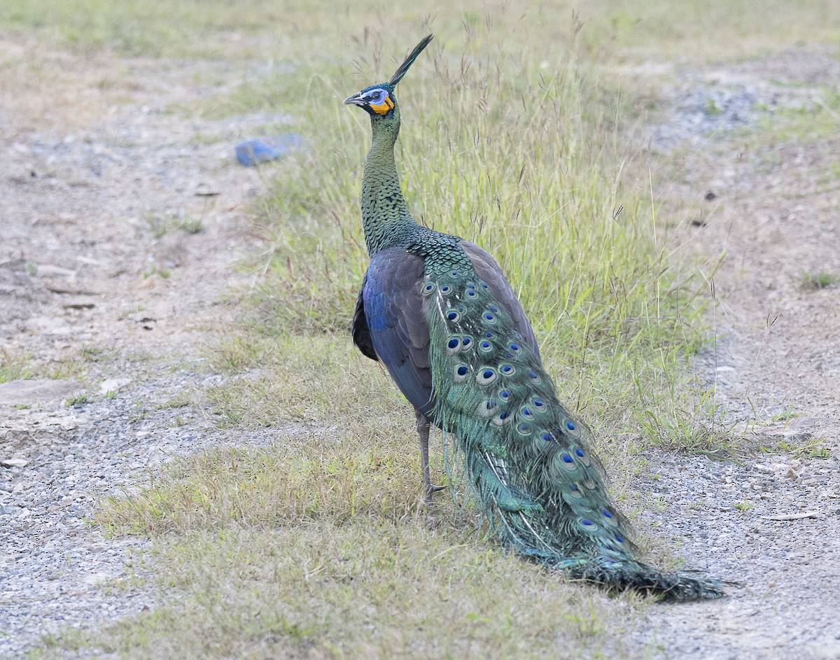 Pavo Real Cuelliverde - ML647444186