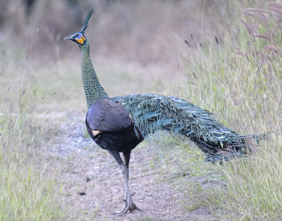 Pavo Real Cuelliverde - ML647444187