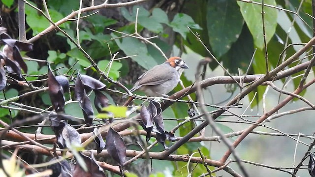 Чіапа коста-риканська - ML647444188