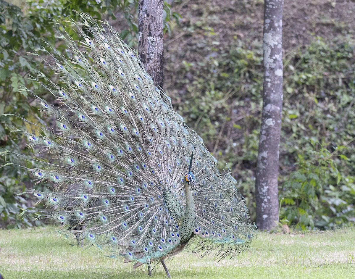 Pavo Real Cuelliverde - ML647444191