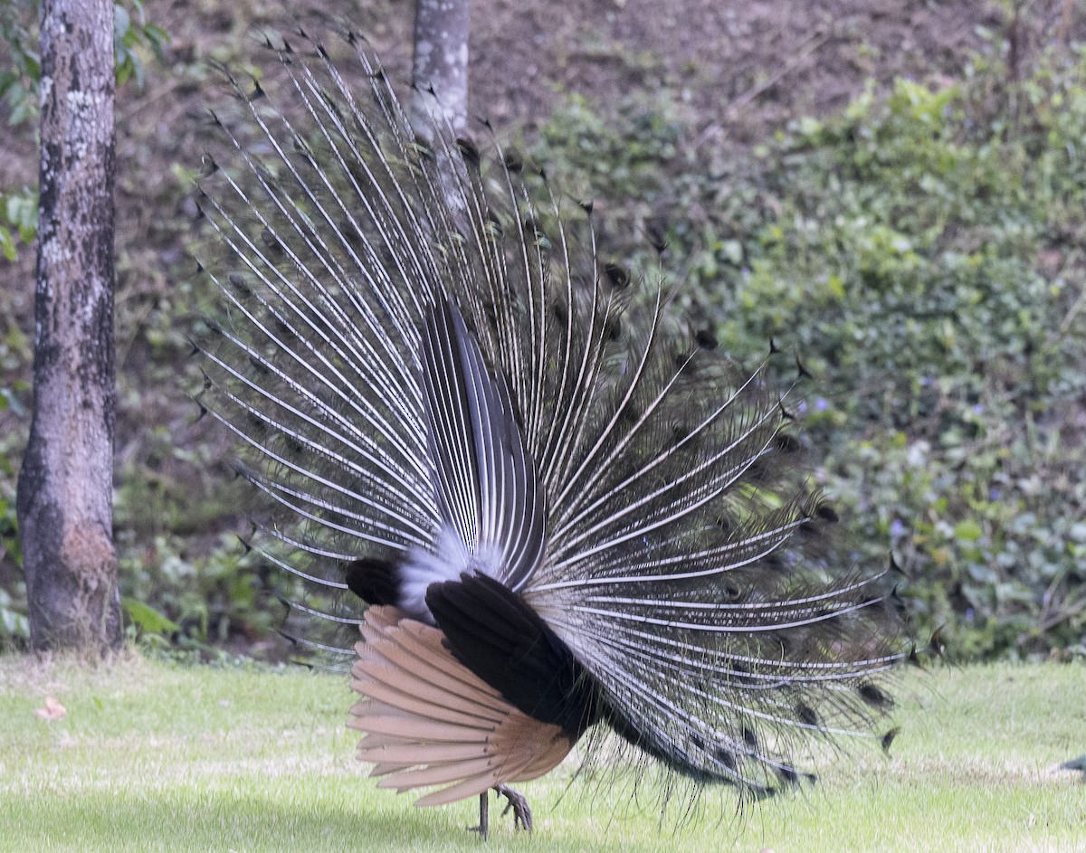 Pavo Real Cuelliverde - ML647444196