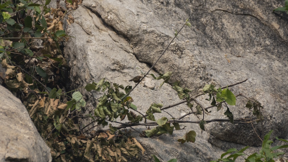 Tawny-bellied Babbler - ML647444197