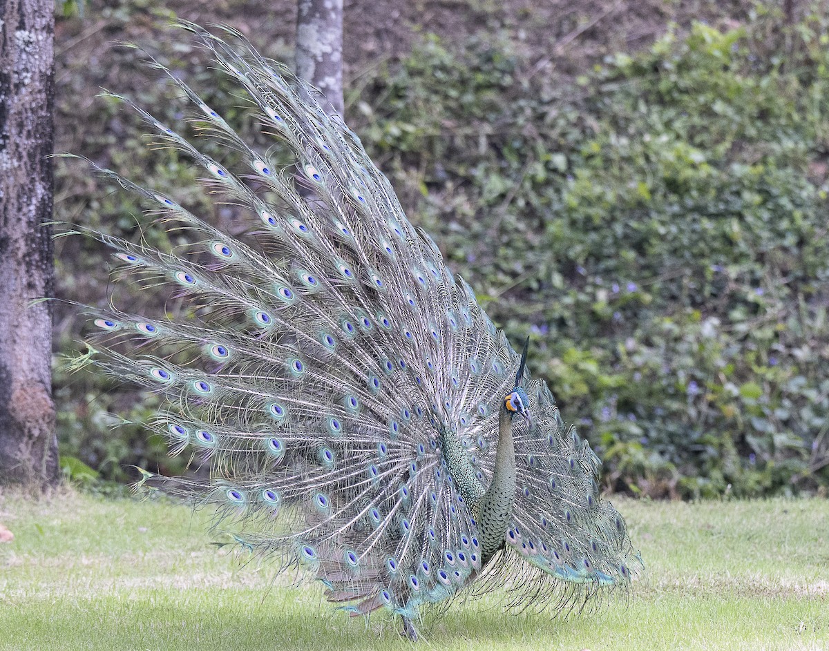 Pavo Real Cuelliverde - ML647444199