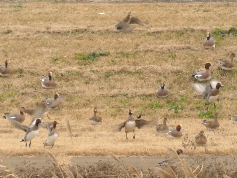 brunnakke - ML647444203