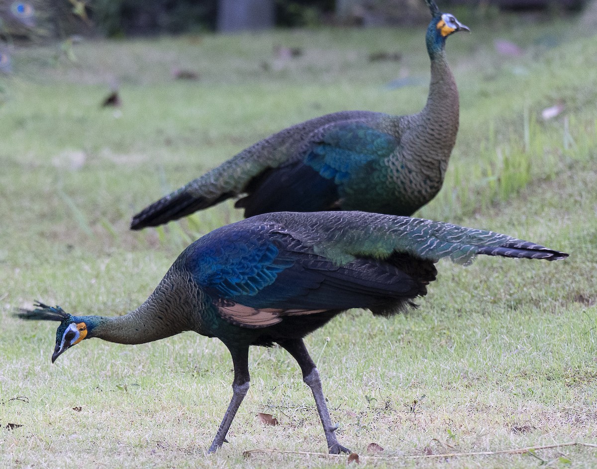 Pavo Real Cuelliverde - ML647444204