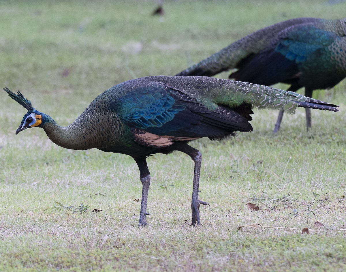Pavo Real Cuelliverde - ML647444207