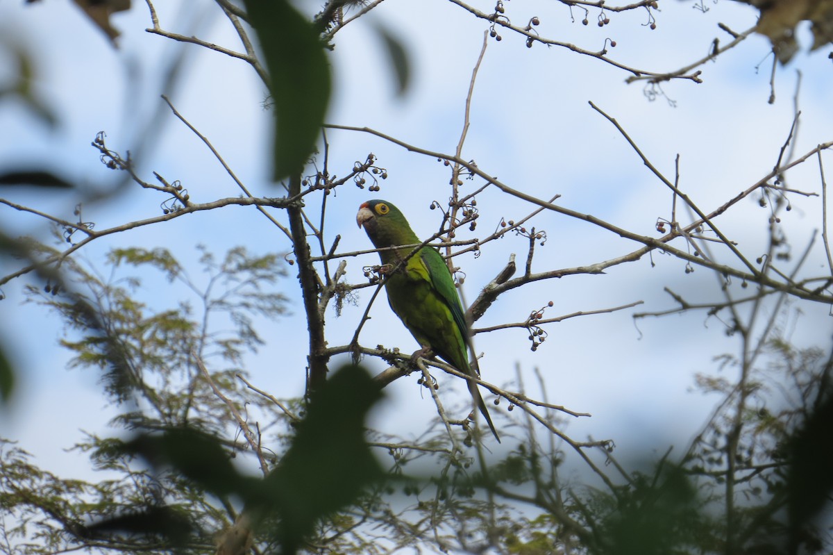 Orange-fronted Parakeet - ML647444216