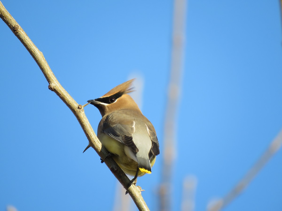 ציצנית אמריקנית - ML647444226