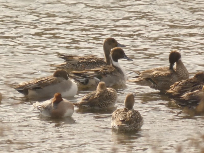 stjertand - ML647444233