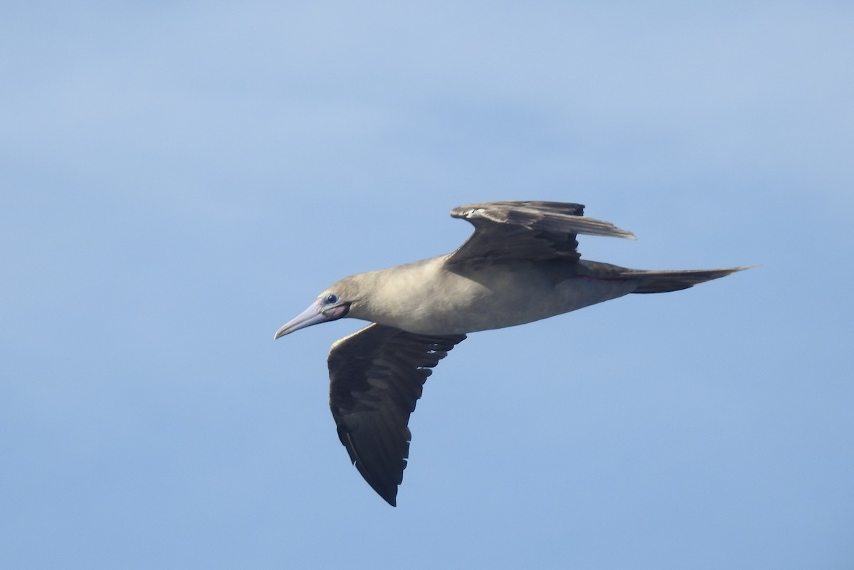 Сула червононога - ML647444237