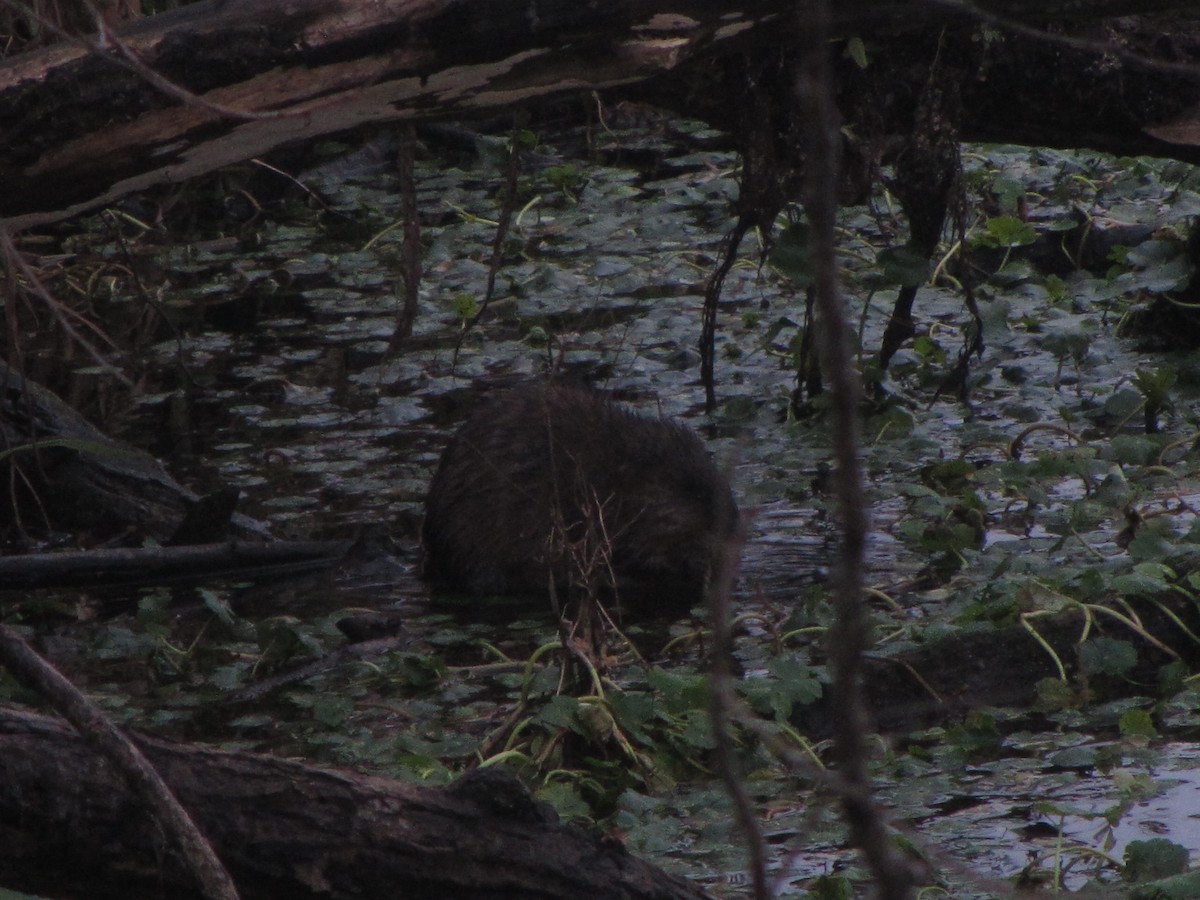 Muskrat - ML647444240