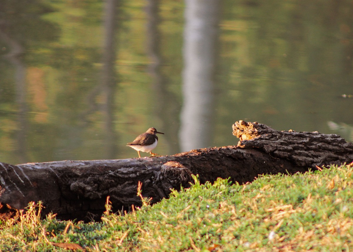 Benekli Düdükçün - ML647444241