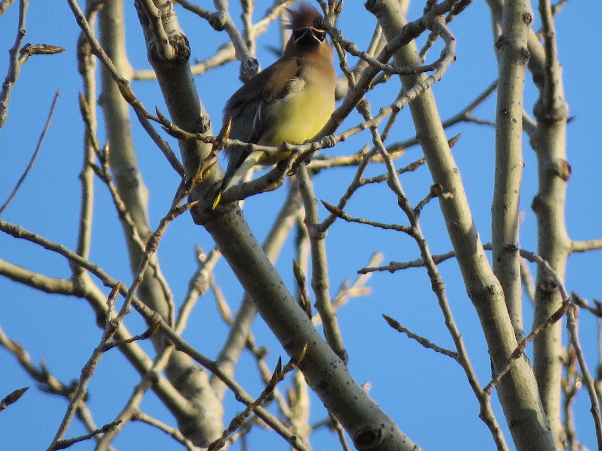 ציצנית אמריקנית - ML647444248