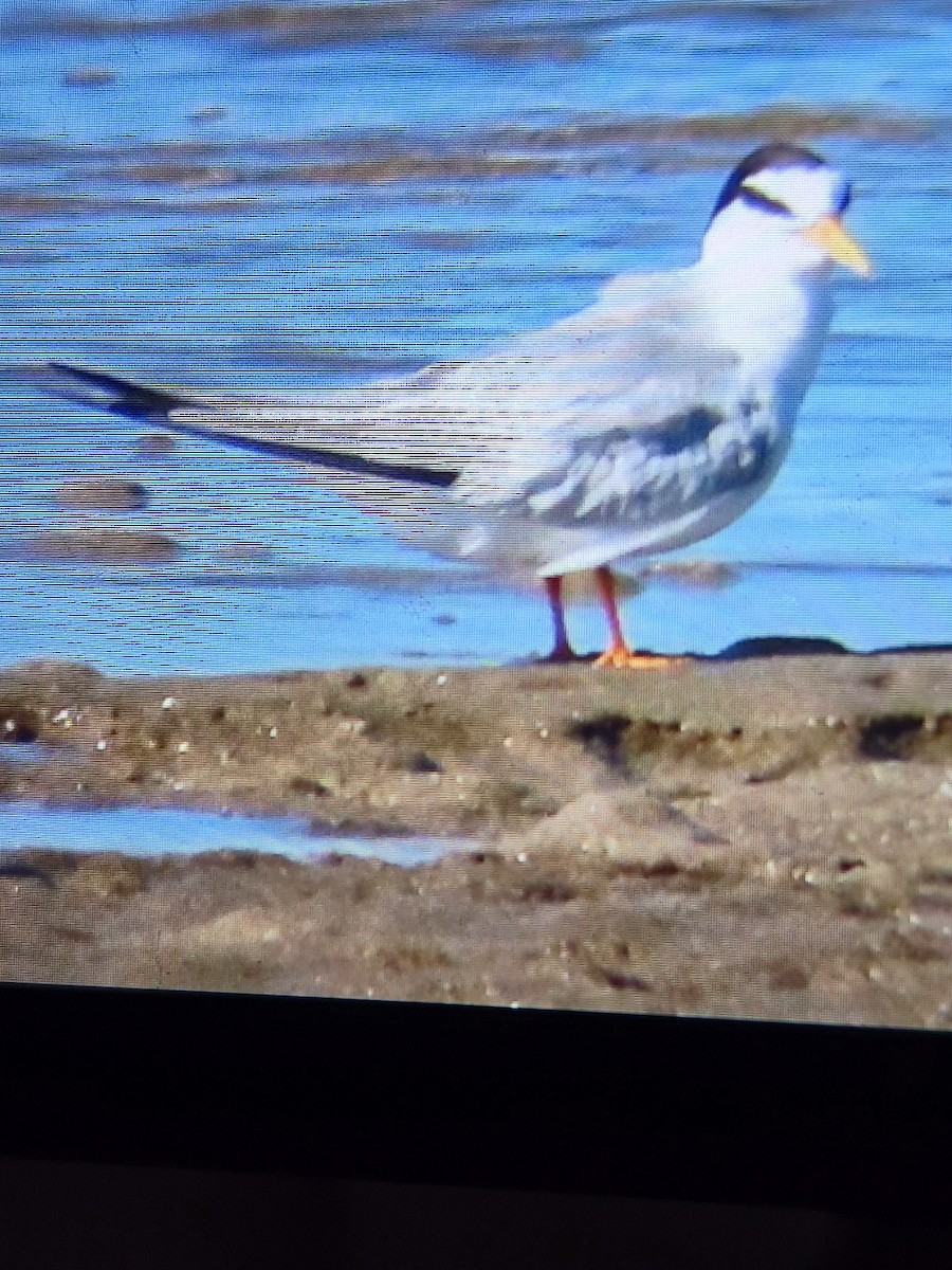 Australian Fairy Tern - ML647444249