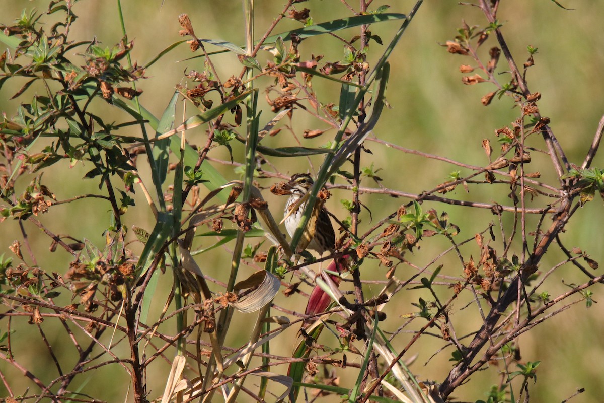 Savannah Sparrow - ML647444250