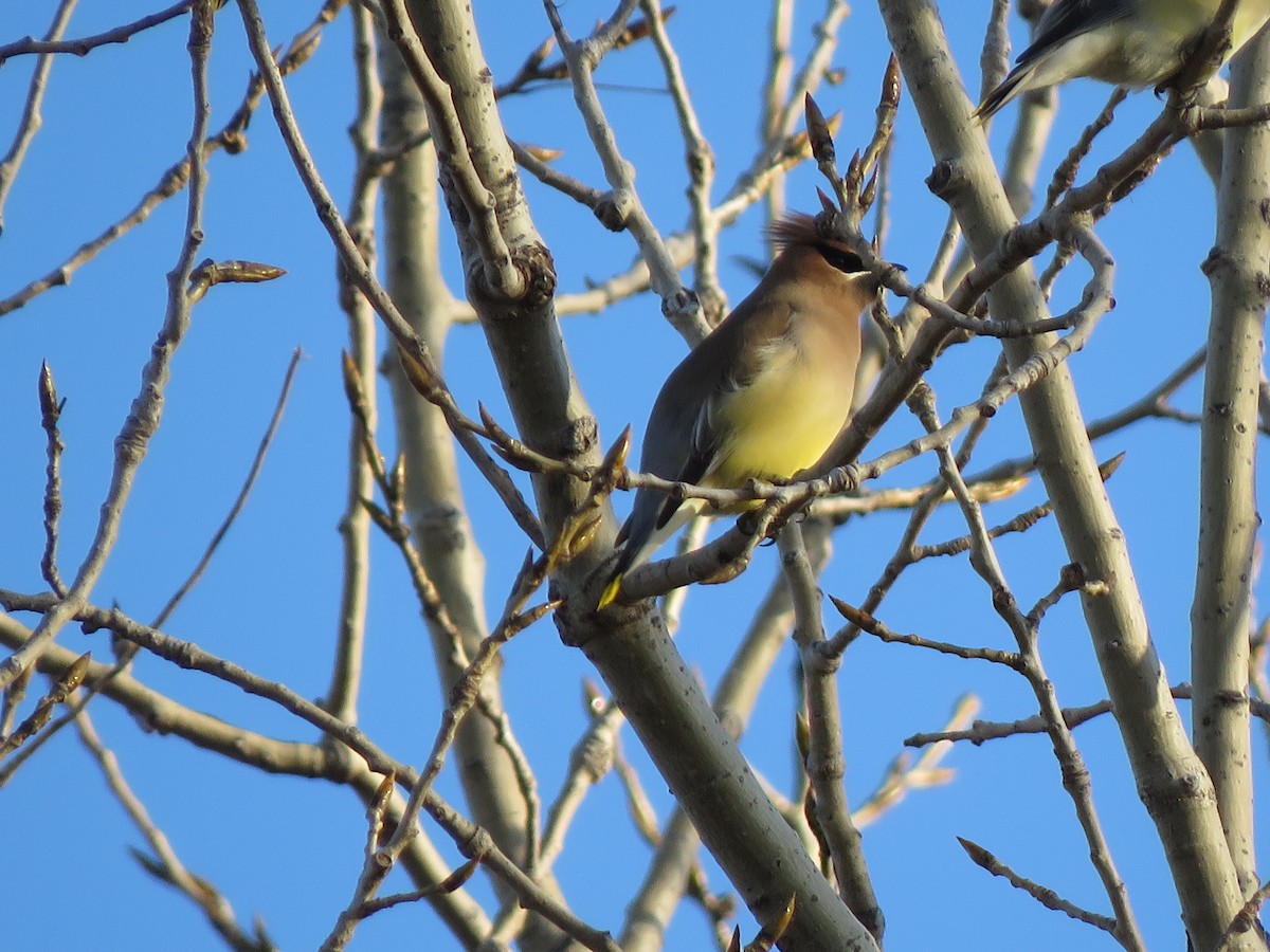 ציצנית אמריקנית - ML647444251