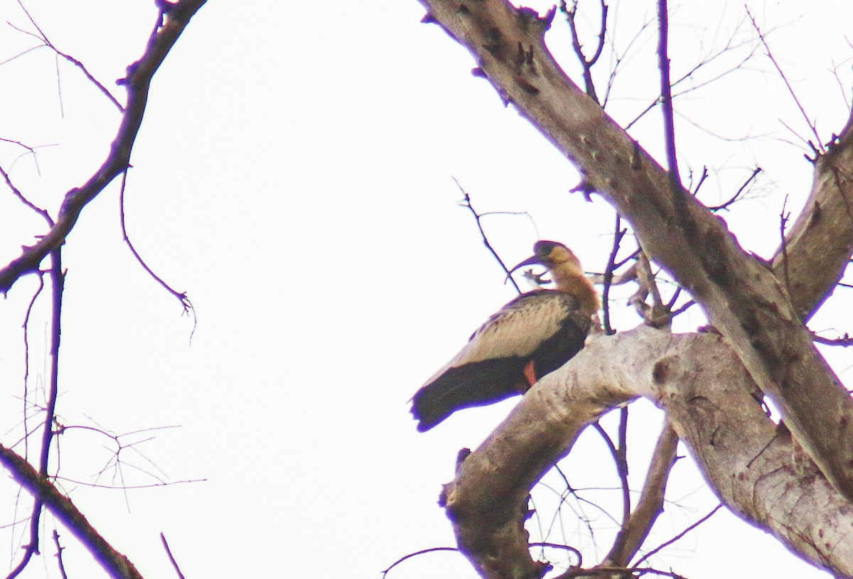 Ibis mandore - ML647444269